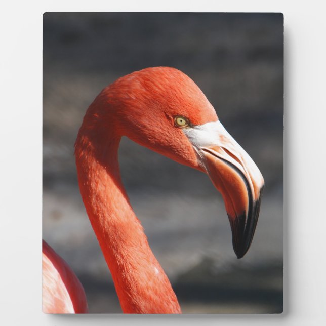 Flamingo Plaque (Front)