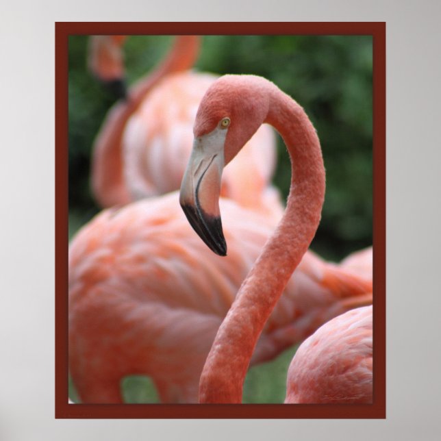 Flamingo Pose 20x24 Print -other sizes also (Front)