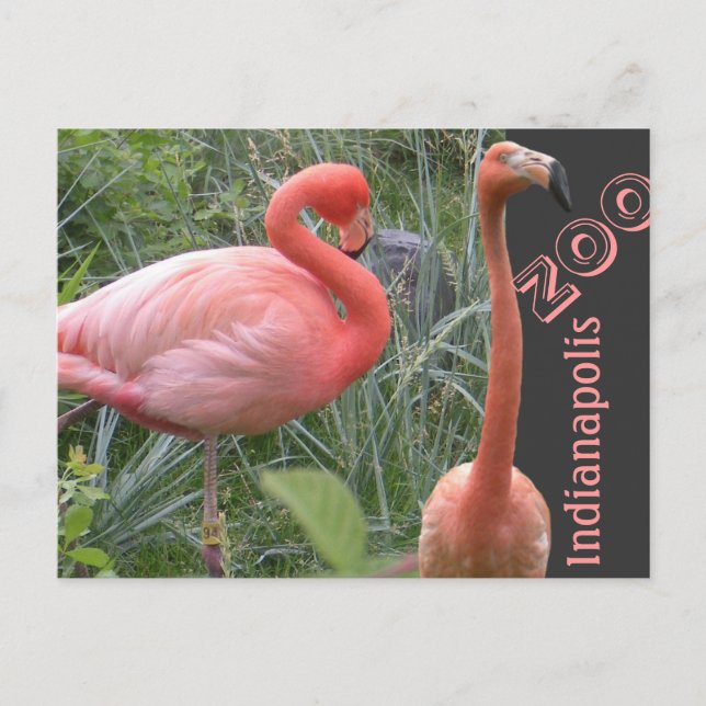 Flamingo Postcard (Front)