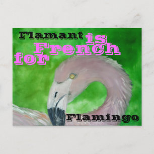 Flamingo Postcard