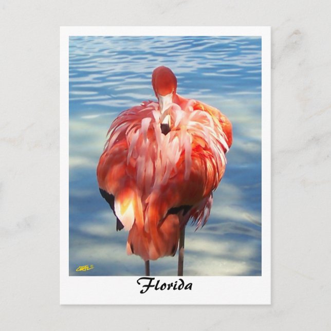Flamingo Postcard (Front)