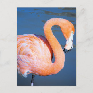 Flamingo Postcard