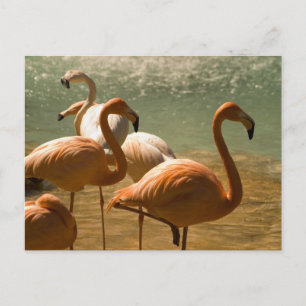 Flamingo Postcard