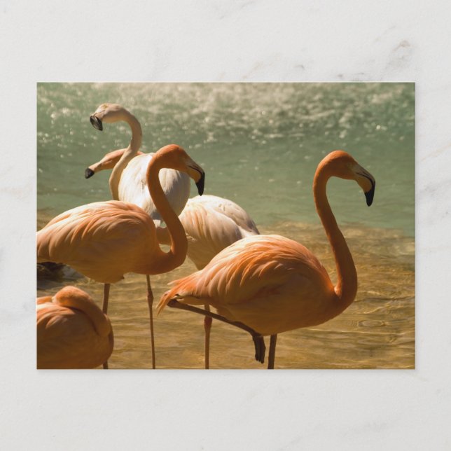 Flamingo Postcard (Front)