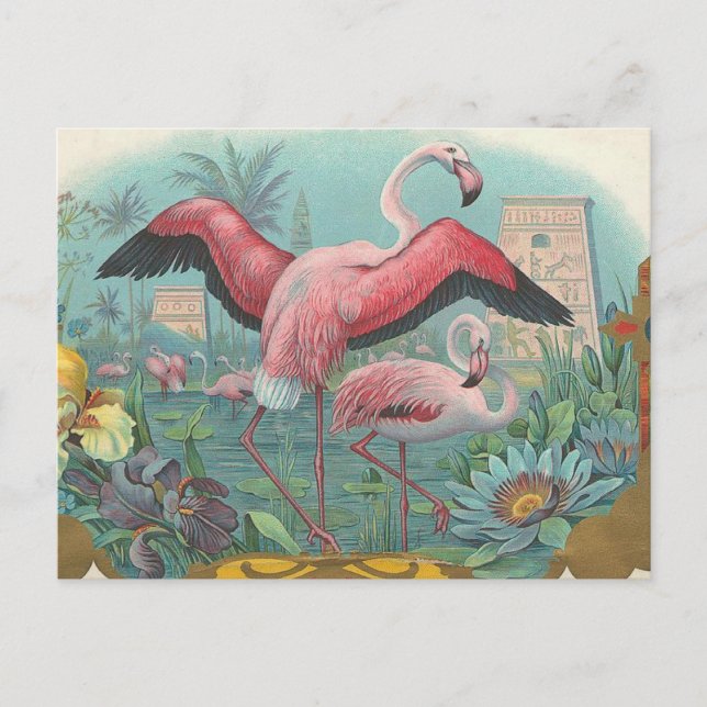 Flamingo Postcard (Front)