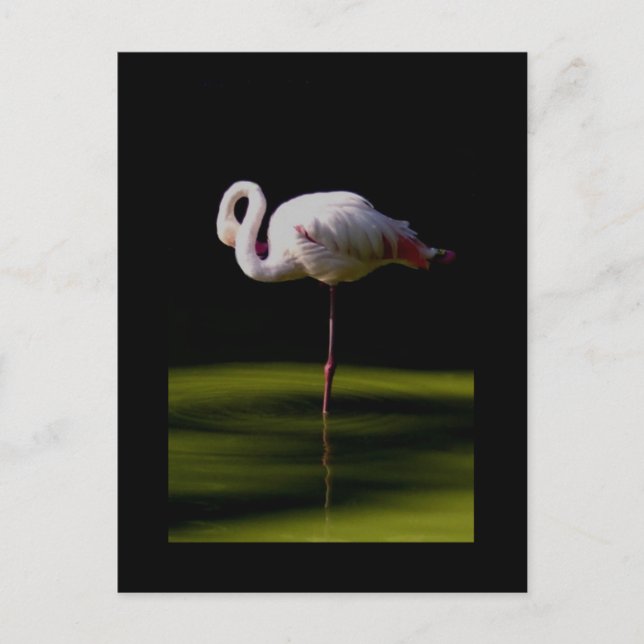 flamingo postcard (Front)