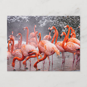 Flamingo  postcard