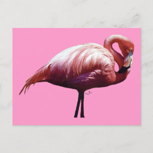 Flamingo Postcard