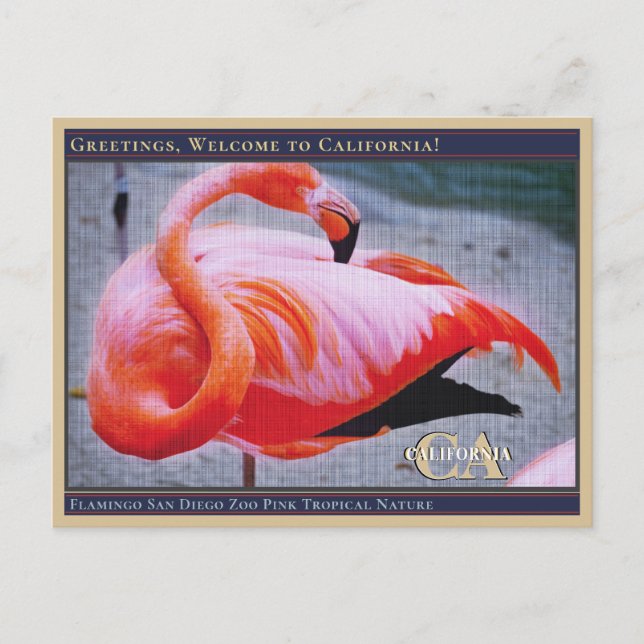 Flamingo San Diego Zoo Pink Tropical Nature  Postcard (Front)