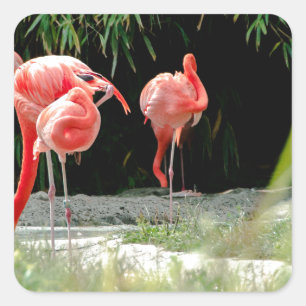 flamingo square sticker