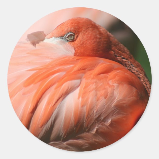 Flamingo Sticker (Front)