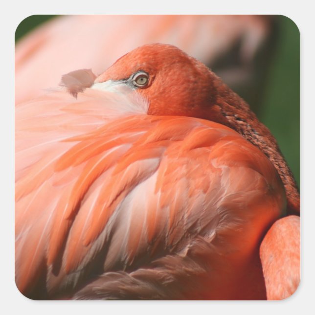 Flamingo Sticker (Front)