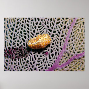 Flamingo Tongue Cowrie Poster by James Fatherree