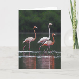 Flamingo Trio Card