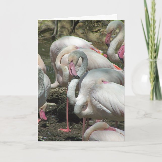 Flamingo Valentine's Holiday Card (Front)