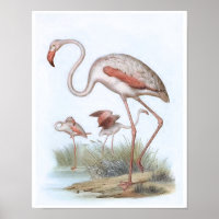 Flamingo Vintage Bird Illustration
