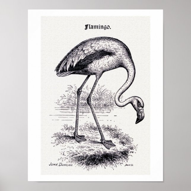 "Flamingo" Vintage Illustration Poster (Front)