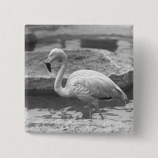Flamingo wading in water B&W 2 Inch Square Button (Front)
