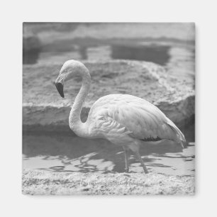 Flamingo wading in water B&W Magnet