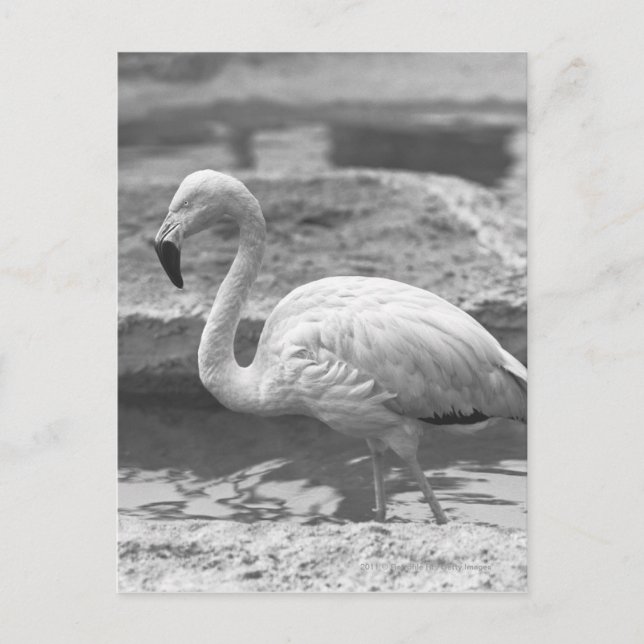 Flamingo wading in water B&W Postcard (Front)