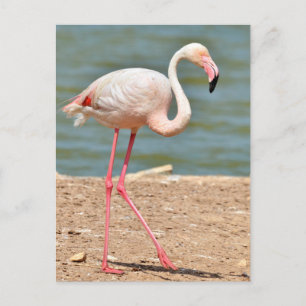 Flamingo walking near pond postcard