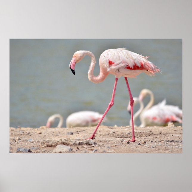 Flamingo walking on ground poster (Front)