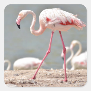 Flamingo walking on ground square sticker