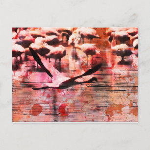 Flamingo Wisdom Postcard
