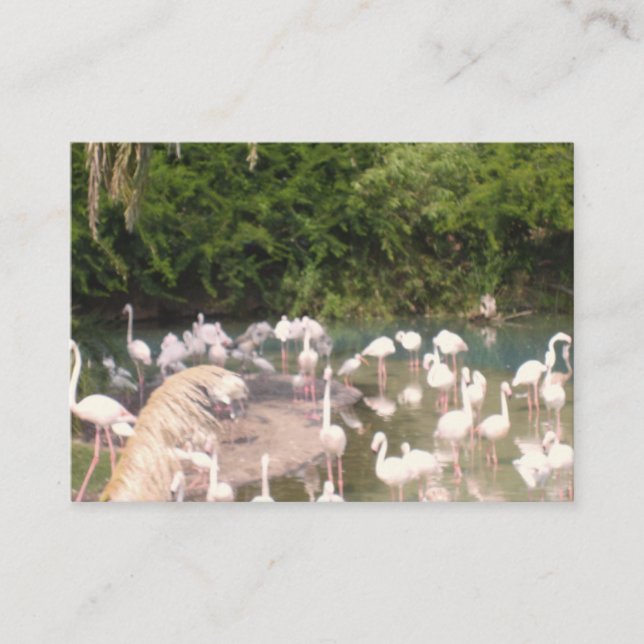 Flamingoes at Leisure Enclosure Card (Front)