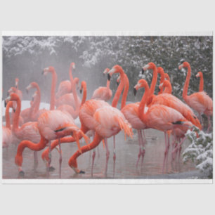 Flamingoes in the Snow Gift Tissue Paper