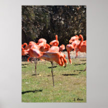 Flamingoes Print