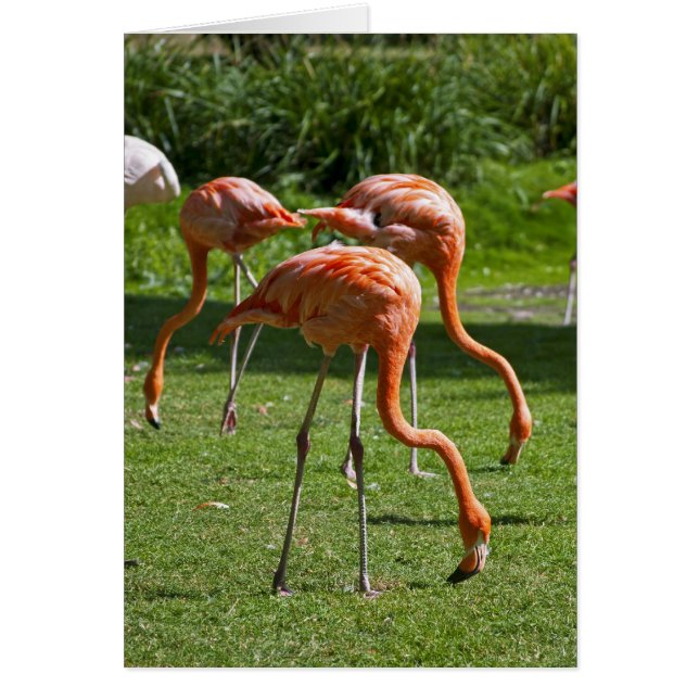Flamingos (Front)