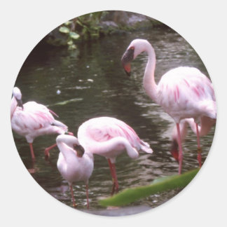 flamingos 1 classic round sticker
