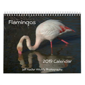 Flamingos 2019 Wall Calendar
