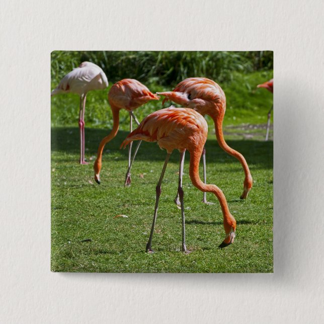 Flamingos 2 Inch Square Button (Front)