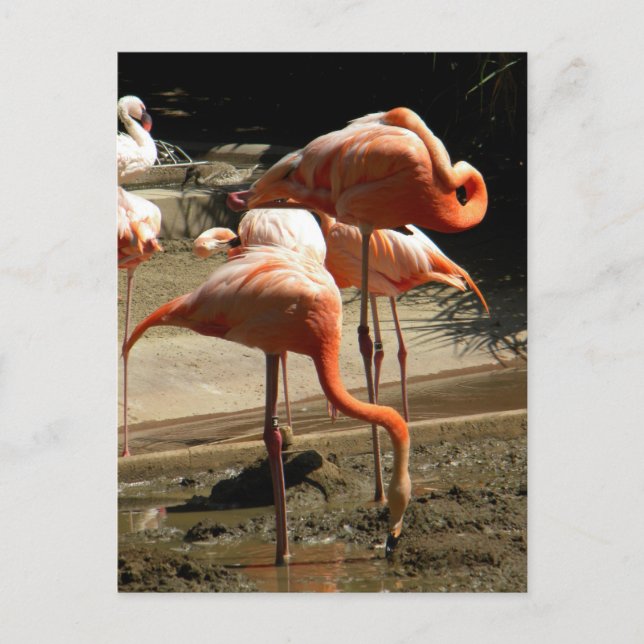 Flamingos 2 postcard (Front)