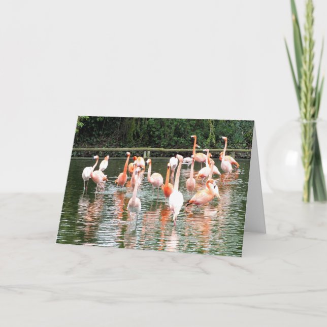 Flamingos and reflections holiday card (Front)