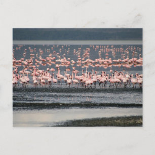 Flamingos at Lake Nakuru in Kenya Postcard