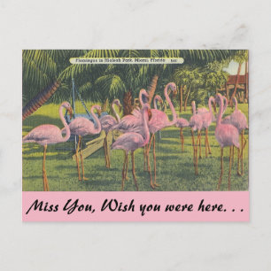 Flamingos at Miami, Florida Postcard