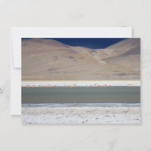 Flamingos at Salar del Huasco, Chile Card