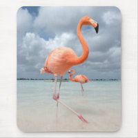 Flamingos Beach Aruba