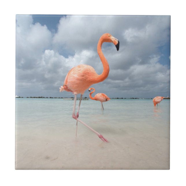 Flamingos Beach Aruba Tile (Front)
