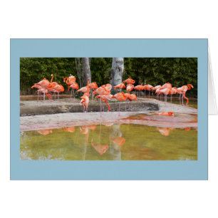 Flamingos bird card