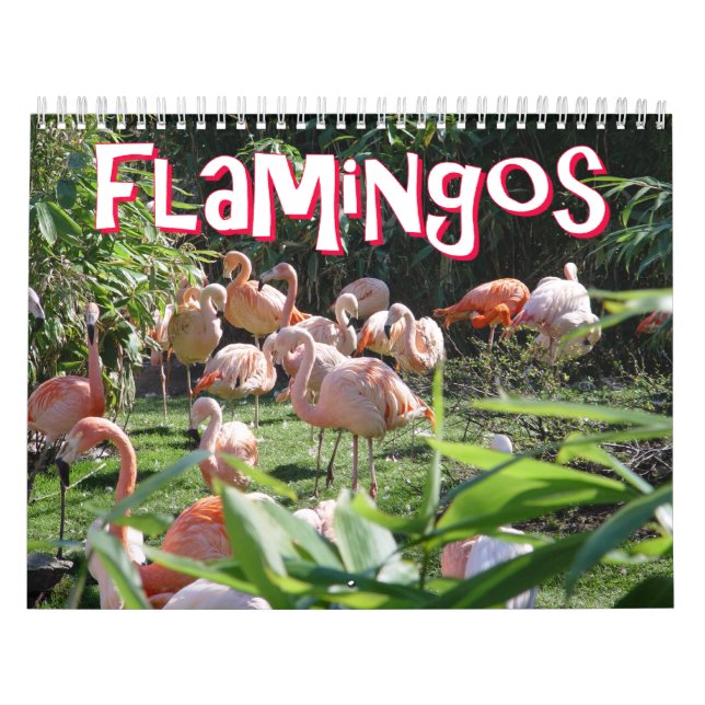 Flamingos Calendar (Cover)