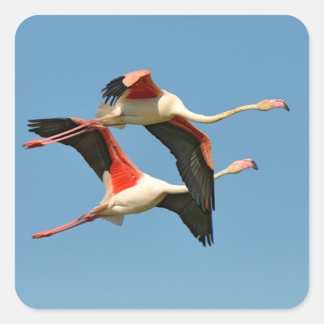 Flamingos in flight square sticker (Front)