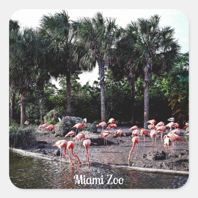 Flamingos, Miami, Florida Square Sticker (Front)