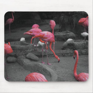 Flamingos! Mouse Pad