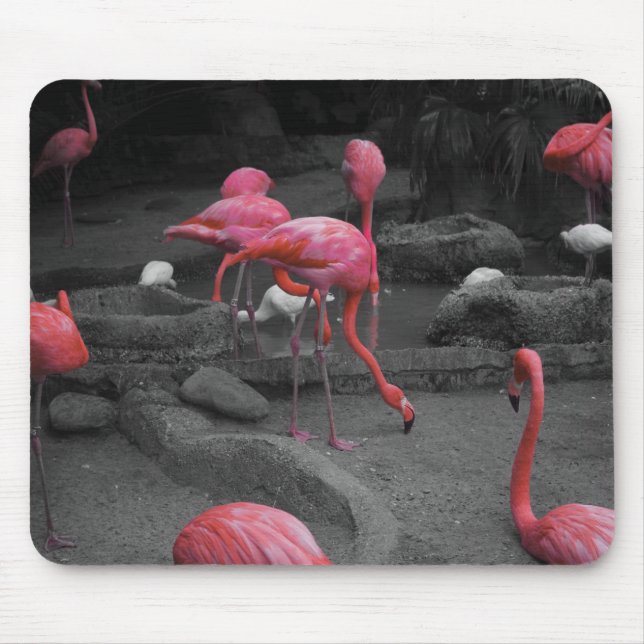 Flamingos! Mouse Pad (Front)