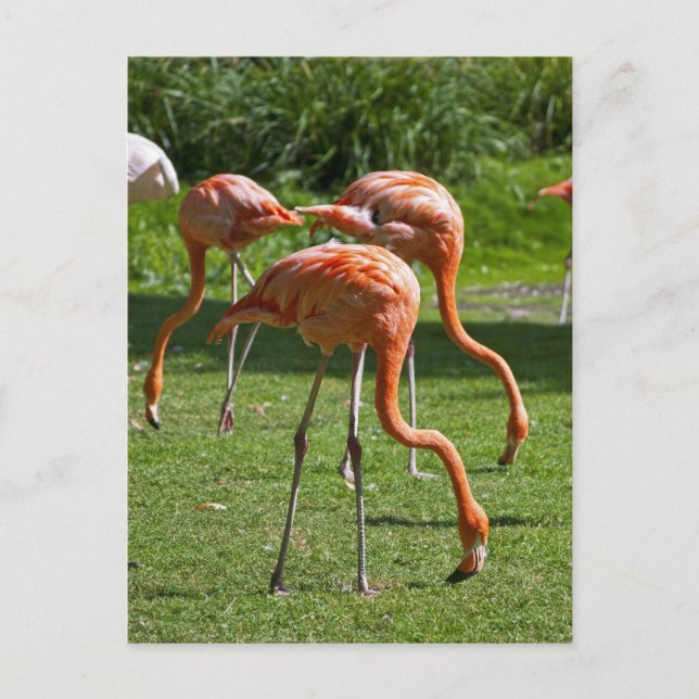 Flamingos Postcard (Front)