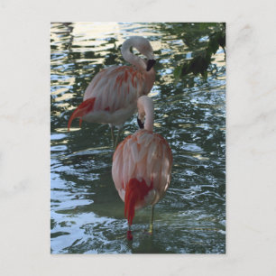 Flamingos Postcard